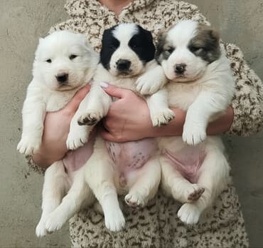 купить стаффордширского терьера: Продаю породистых щенков САО для охраны вашей души — 1