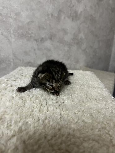 Продажа кошек: 🐾 Открыта бронь на очаровательных котят 🐾 Малыши домашних кошек ищут — 6