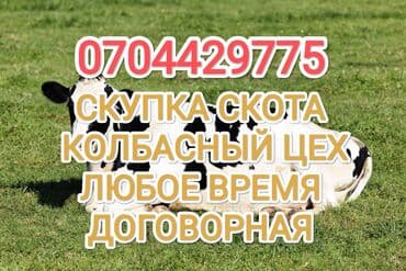 Куплю | Коровы, быки, Лошади, кони, Другие с/х животные | Круглосуточно, Любое состояние, Забитый