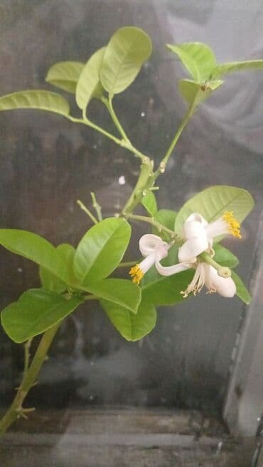 теплица цветы бишкек: Продается молодой лимон с плодами,подходит для наших климатических — 1