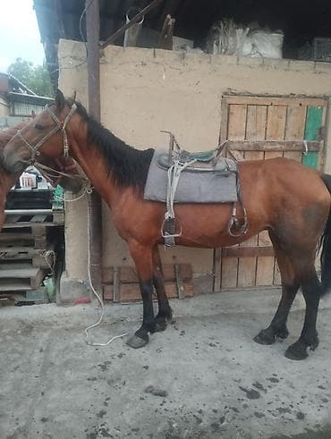 голуби павлин: Продаю | Кобыла (самка) | Для молока, Рабочий — 4