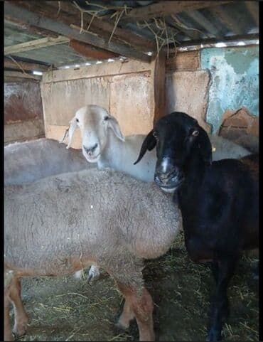 корова дойный: Продаю | Овца (самка) | Для разведения | Племенные — 1