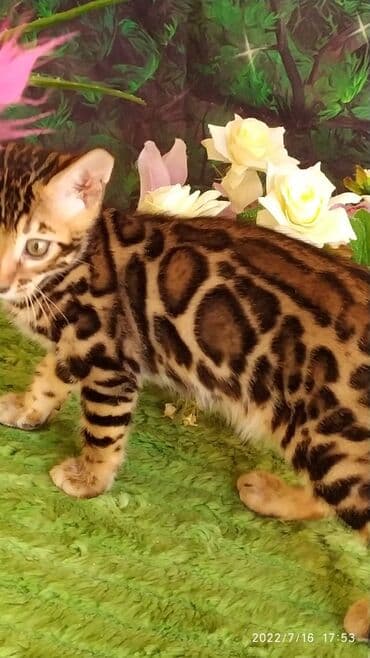 новорожденные котята: Бенгальская, 2 месяца, Мальчик — 19