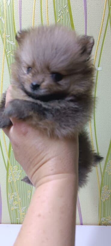 куплю йоркширского терьера: Шпиц, 1 месяц, Самец — 3