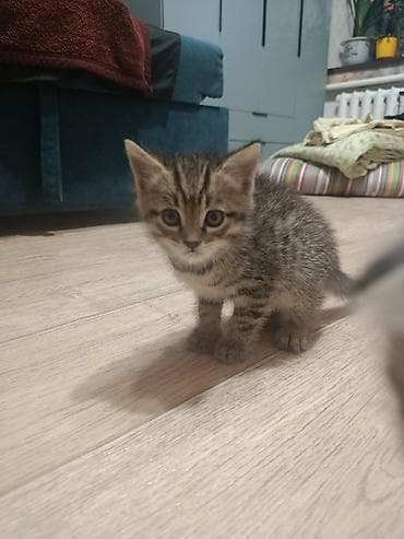 Котенок в добрые руки 1 5месяца