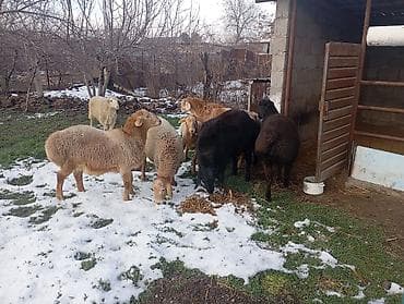 прадаю баран: Продаю | Баран (самец) | Гиссарская, Арашан | Для разведения — 4