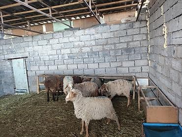 Продаю | Овца (самка) | Для разведения | Матка — 2
