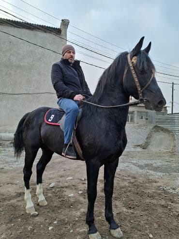 Продаю | Жеребец | Арабская | Рабочий