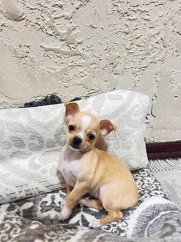 Услуги ветеринара: Девочка породы чихуахуа Ласковая, игривая, очень активная Возраст 6 — 1