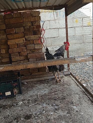 Продаю | Петух | Для разведения