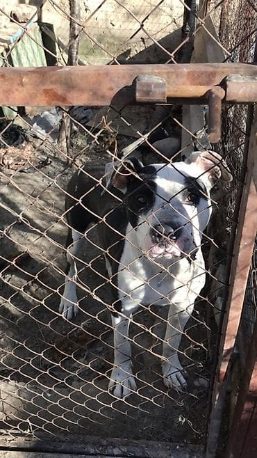 Мышыктар: Пит буль кубинский, Обменяю на сучку пит буля можете предлагать свои — 2