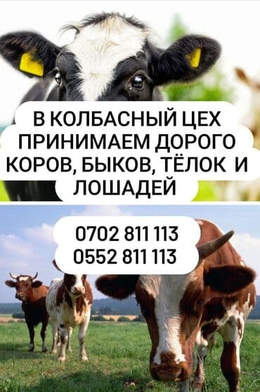 животные живые: Куплю | Лошади, кони, Коровы, быки, Другие с/х животные | Любое состояние, Забитый, На откорм — 1