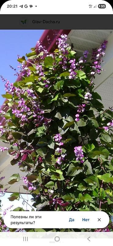 шорты лосины: Уйлорго уборка жасап берем. 
опыт бар. Клинингде иштеп жургом — 2