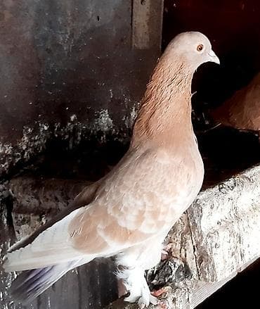 папугай с клеткой: Сиреневый голубь и голубка тасманка - пара 1500. Желтый голуб 1000 — 6