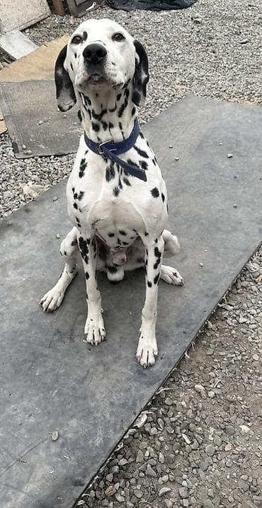 Ит кууту: Далматин, кобель. Классический белый окрас с контрастными черными — 2