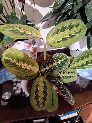 кактус гулу: Комнатные растения в горшках: 1) Кротон (Codiaeum variegatum) - — 8