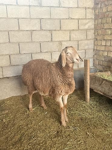 продажа собак: Продаю | Ягненок | Арашан | Для разведения — 1