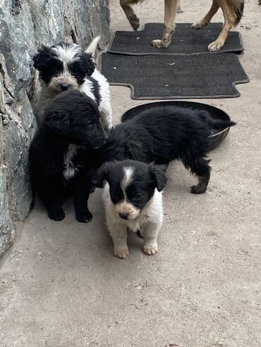 Отдам даром: Даром, район турбазы Бишкек 7 октября родились дворняги, папа и — 7