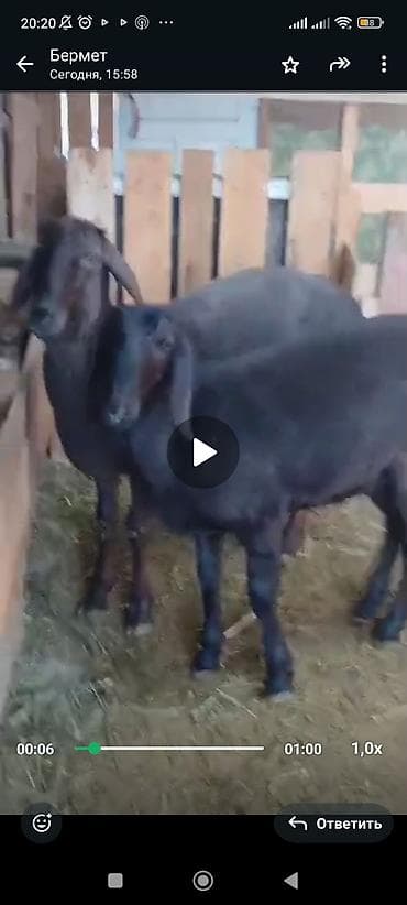 кошка вязка: Продаю | Коза (самка) | Зааненская | Для разведения | Племенные — 5