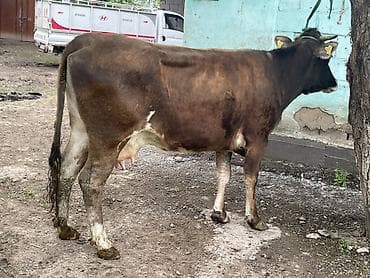 продать цыплят брамы: Продаю | Корова (самка) | Швицкая | На откорм — 8