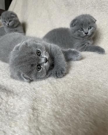 ласка: Шотландские вислоухие котята (Scottish Fold), окрас голубой. - — 1