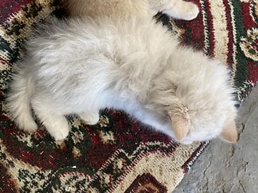 котенок 1 месяц: Ну породестый Очаровательный пушистый котёнок кремово-белого окраса с — 3