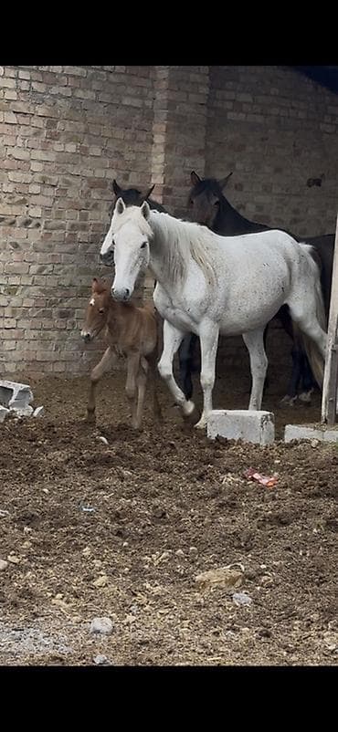 ящик пчела: Продаю | Кобыла (самка) | Для разведения | Племенные — 1