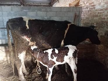 Продаю | Корова (самка) | Для молока | После отела