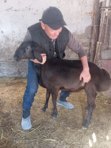 кролик декоративный: Продаю | Баран (самец) | Для разведения | Племенные — 4