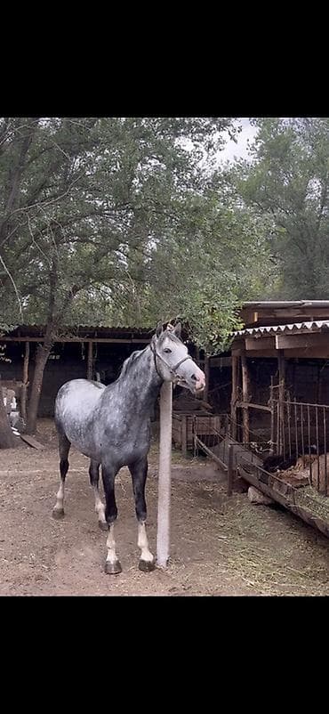 Лошади, кони: Продаю | Конь (самец) | Конный спорт | Племенные — 2