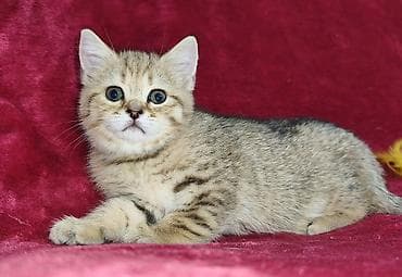кошка мальчик: Продается шотландский котенок. Золотая шиншилла. Девочка. Обработана — 3