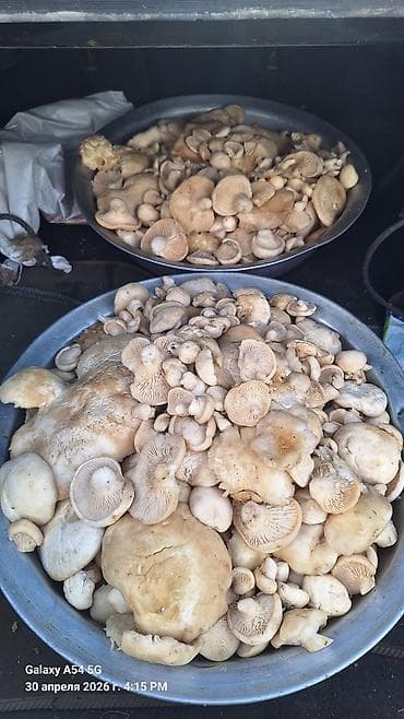 прием грибов: Съедобные лесные грибы (свежесобранные, ассорти шляпочных) Описание — 1