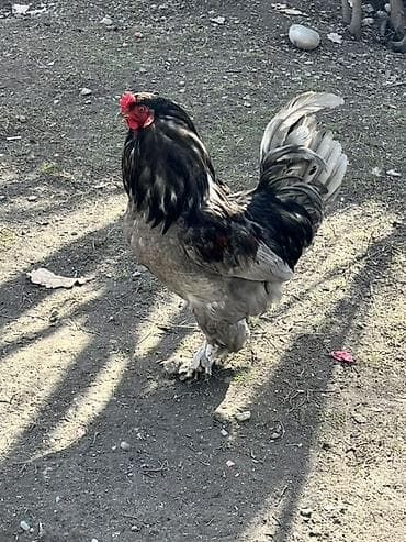 продам курей: Продаю | Петух | Для разведения — 3