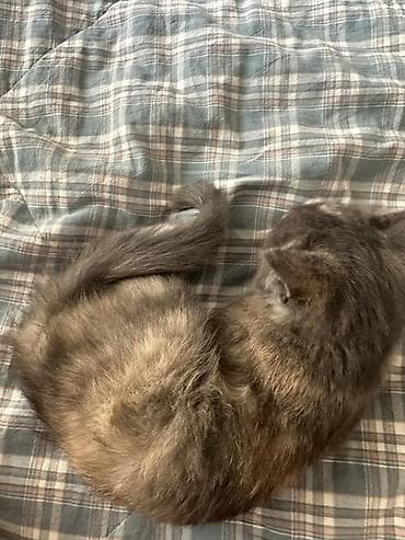 scottish fold: Кошка даром: Беспородная, 3 месяца, Девочка, Приучена к лотку — 1