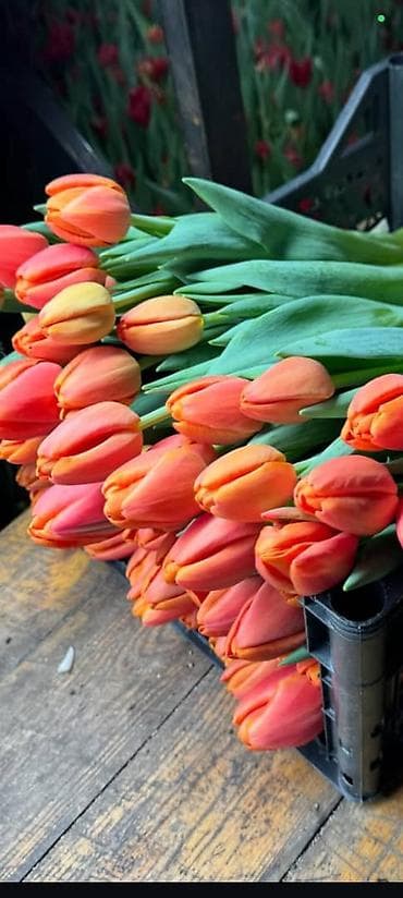 корзина для овощей: Тюльпаны с собственной теплицы - Срезанные свежие тюльпаны прямого — 8