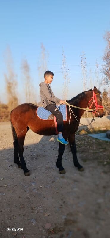 жем сатам: Сатам | Байтал — 3