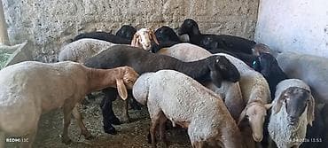 собаки бишкек: Продаю | Баран (самец) | Гиссарская, Полукровка, Арашан | Для разведения | Племенные — 3