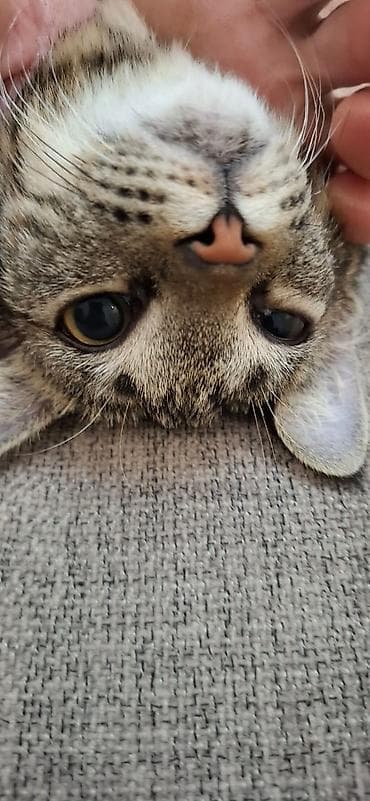 ssd 512gb: Отдам даром в добрые руки мальчика,азиатский табби 8 месяцев, к лотку — 8