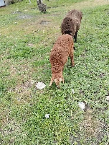 рыбы в кыргызстане: Продаю | Овца (самка) | Гиссарская | Для разведения | Матка — 6