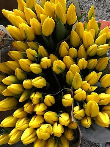 Өнөр жай химиясы: ТЮЛЬПАНЫ ТЮЛЬПАНЫ ТЮЛЬПАНЫ на 8 марта. Бронь - Палитра: ярко‑желтые — 1