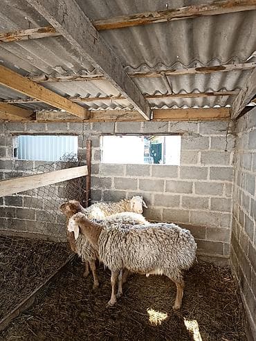 рынок собак в бишкеке: Продаю | Овца (самка) | Полукровка | Для разведения | Ярка — 6