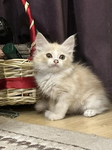 Продажа кошек: Мейн-кун, 1 месяц, Мальчик — 2