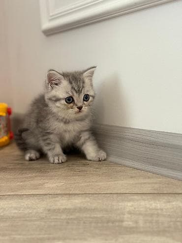 Шотландский короткошёрстный котенок Приучены к лотку и сам