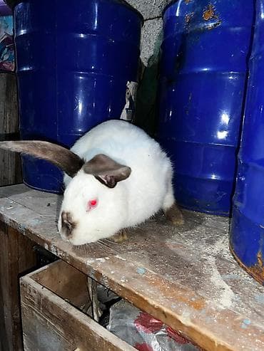 алабай собака цена: Продаю | Кролик самец | Для разведения | Племенные — 3
