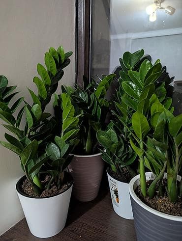 гул: Замиокулькас (долларовое дерево) в декоративных кашпо. - Пышные — 2
