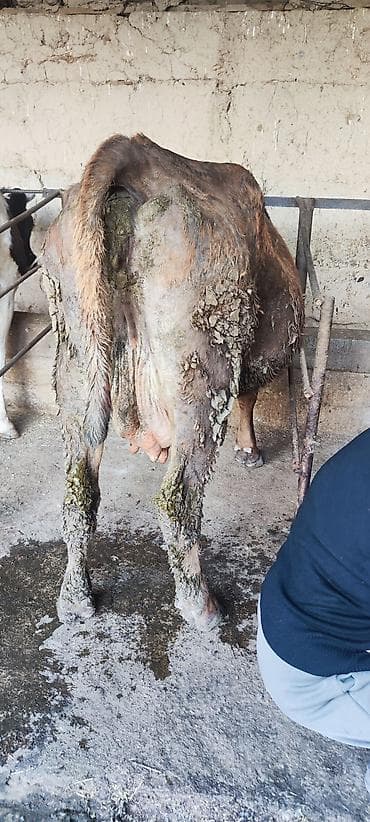 обезьяна живой: Уй сатылат — 2