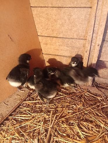 арпа мака: Продаю | Цыплята | Для разведения — 1