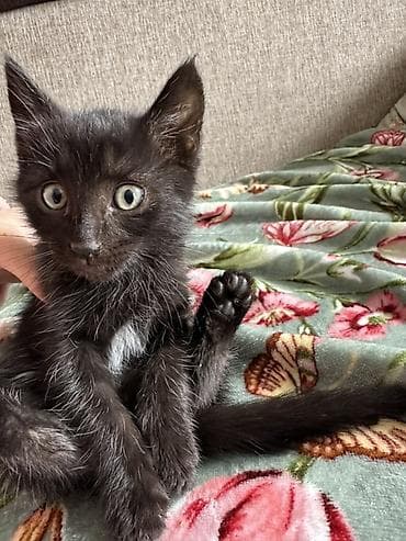 кошки серые: Отдам котят в добрые руки 
2 мальчика и одна девочка ( серая девочка) — 3
