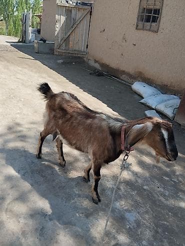 pro plan: Продаю | Козёл (самец) | Для разведения | Осеменитель — 3