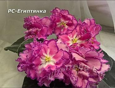 круглый холст: Продаю цветущие и не цветущие фиалки 🌺🌺🌺 .Нахожусь в районе Тоголок — 1